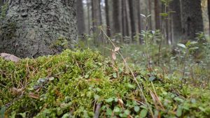 Close-up of a forest floor with lush green moss and various plants creating a serene nature scene.